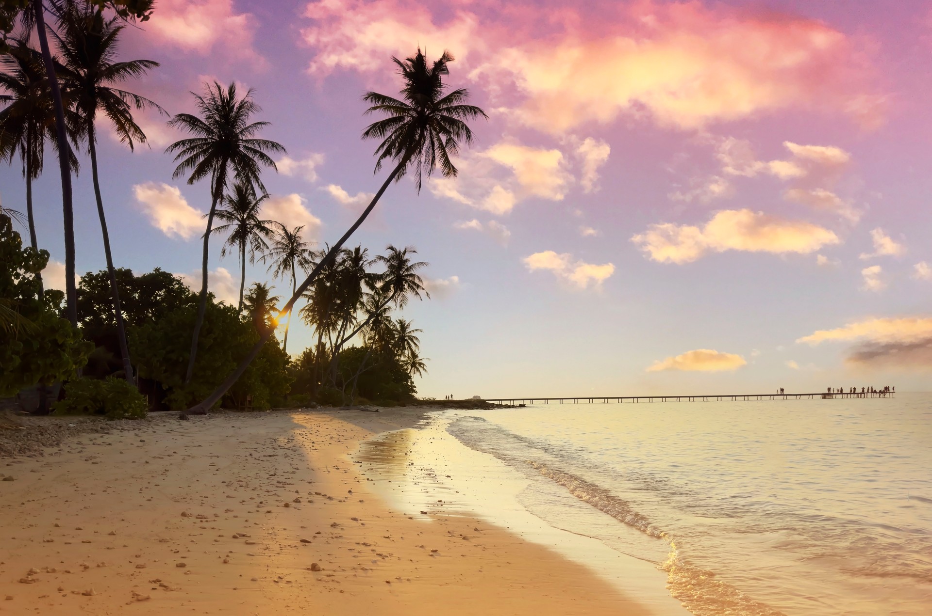 Summer tropical with colorful theme as palm trees on the beach background